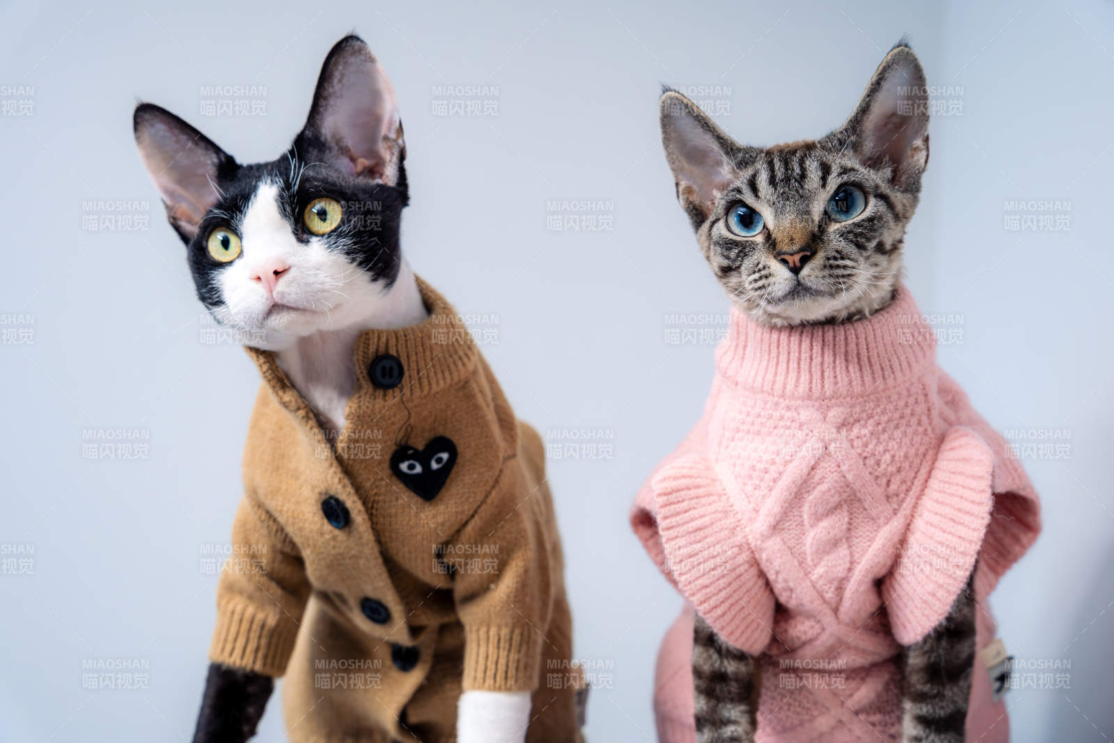 猫咪时尚穿搭秀图片