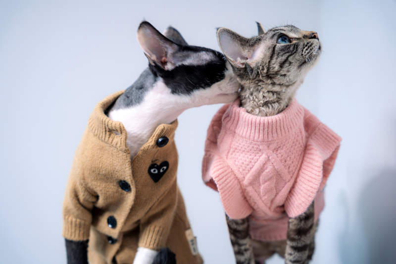 猫咪情侣温馨依偎图片