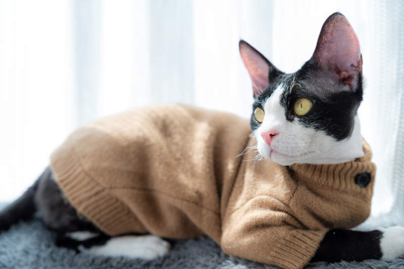 穿毛衣的猫咪图片