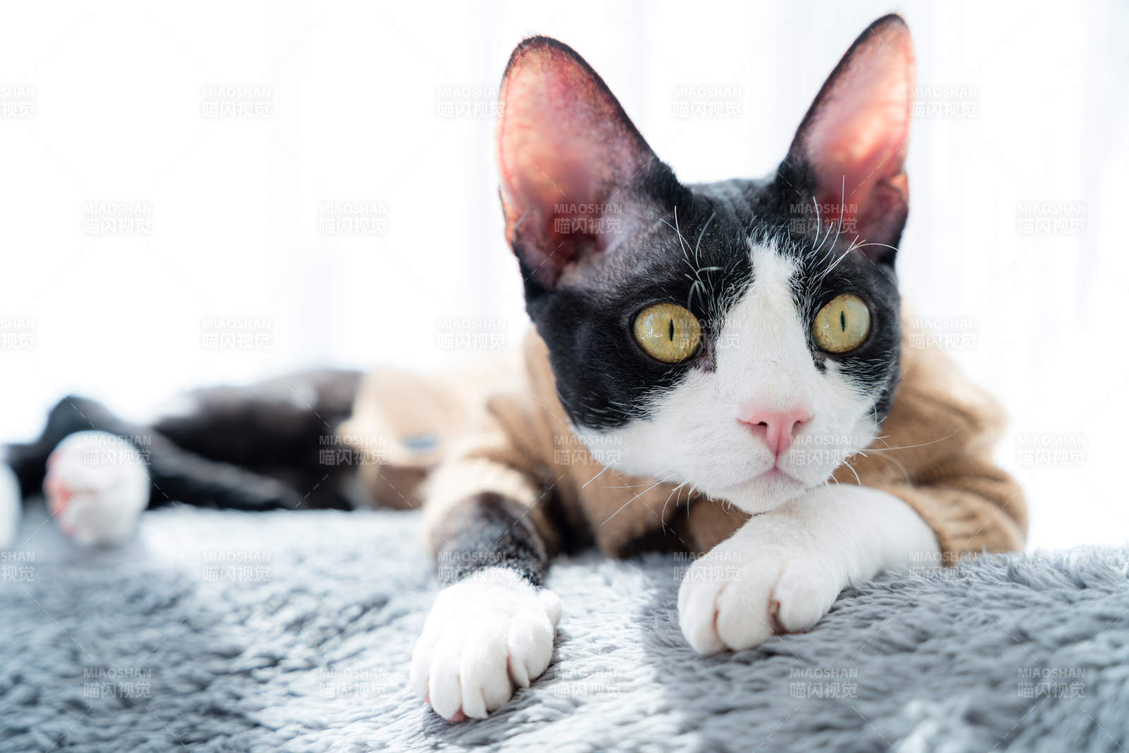 黑白猫躺卧凝视图片