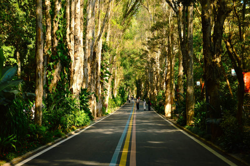 福州森林公园图片