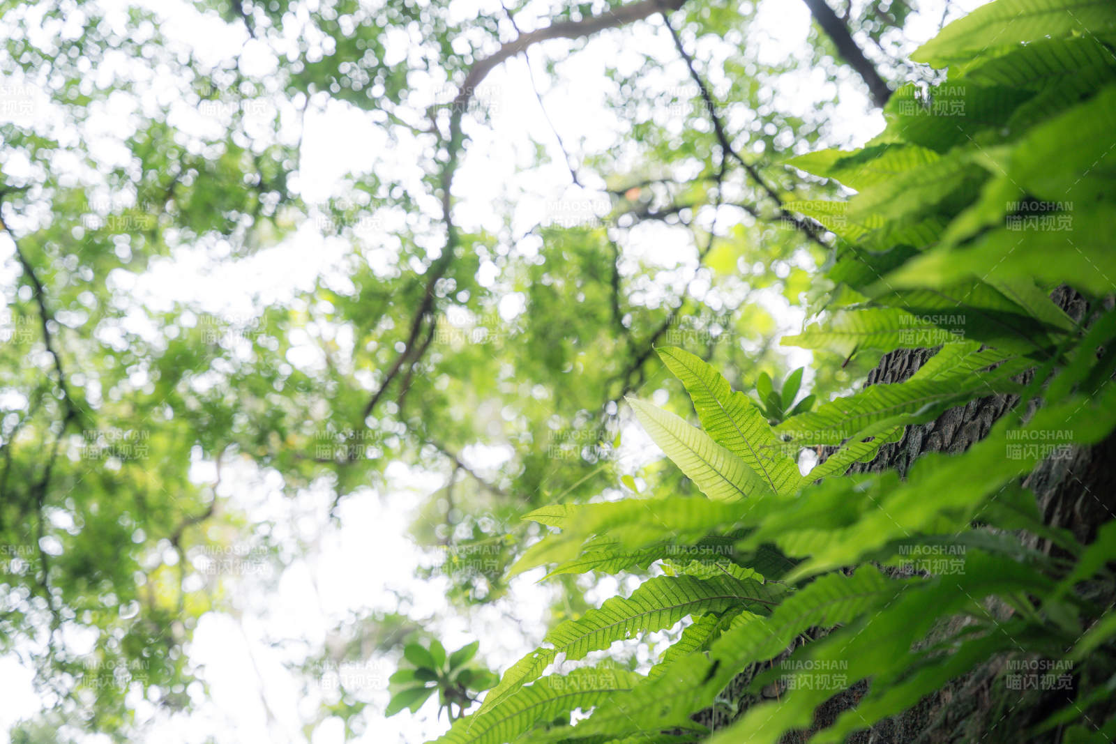 巢蕨绿叶仰望天空图片