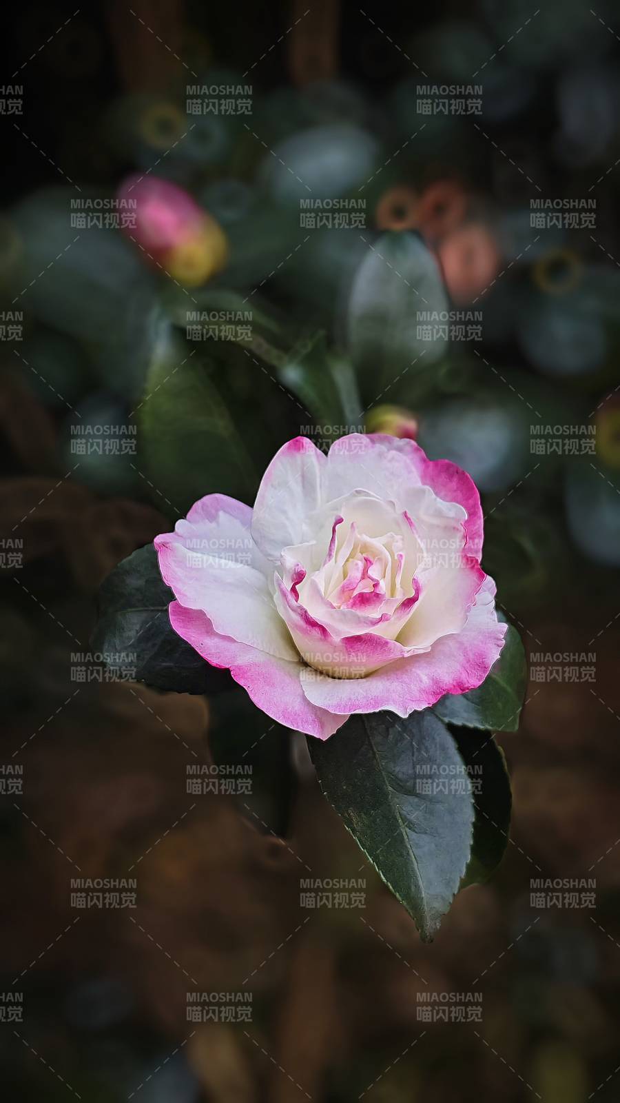 粉白茶花绽放图片