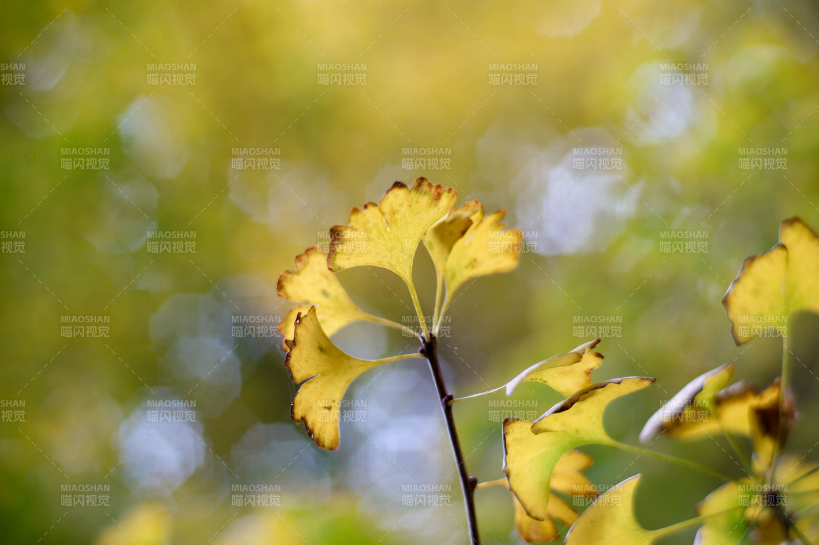 秋叶黄 风轻摇图片
