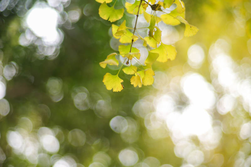 秋叶轻舞光影间图片