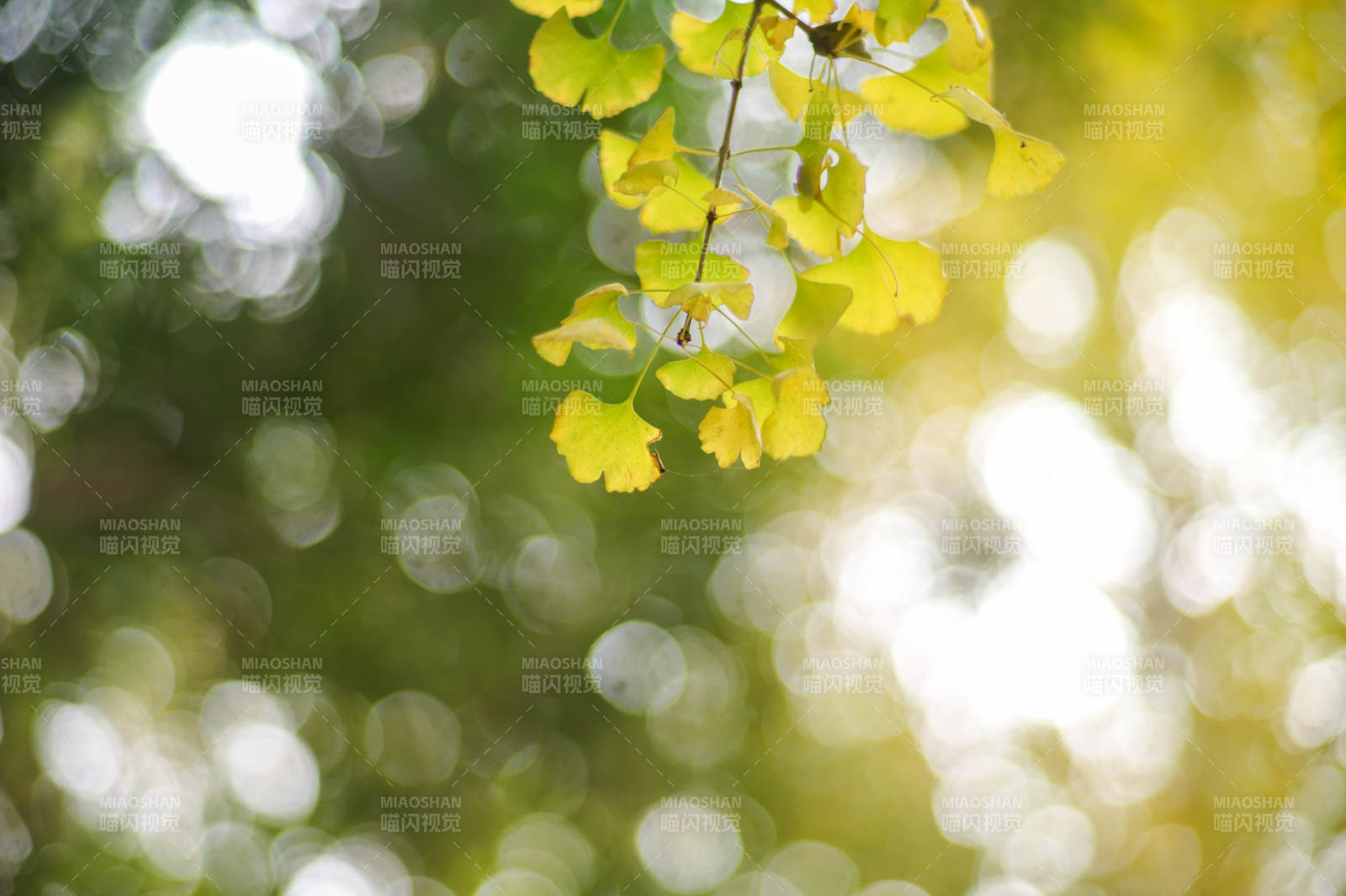 秋叶轻舞光影间图片