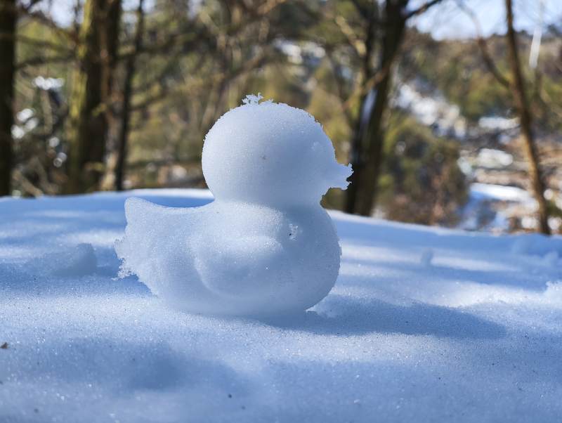 雪地里的小鸭子图片