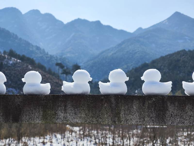 雪鸭列队山景前图片