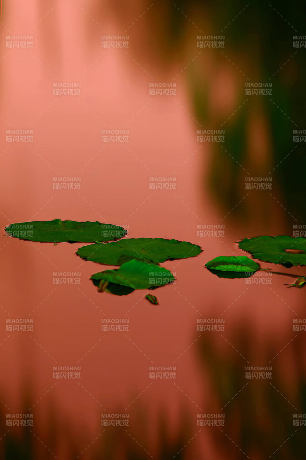 荷叶静浮水面图片