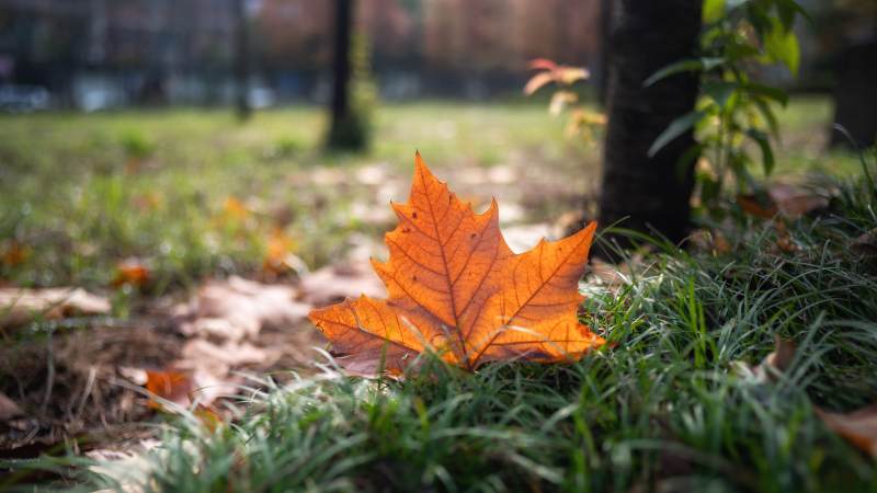 秋叶静卧草间图片