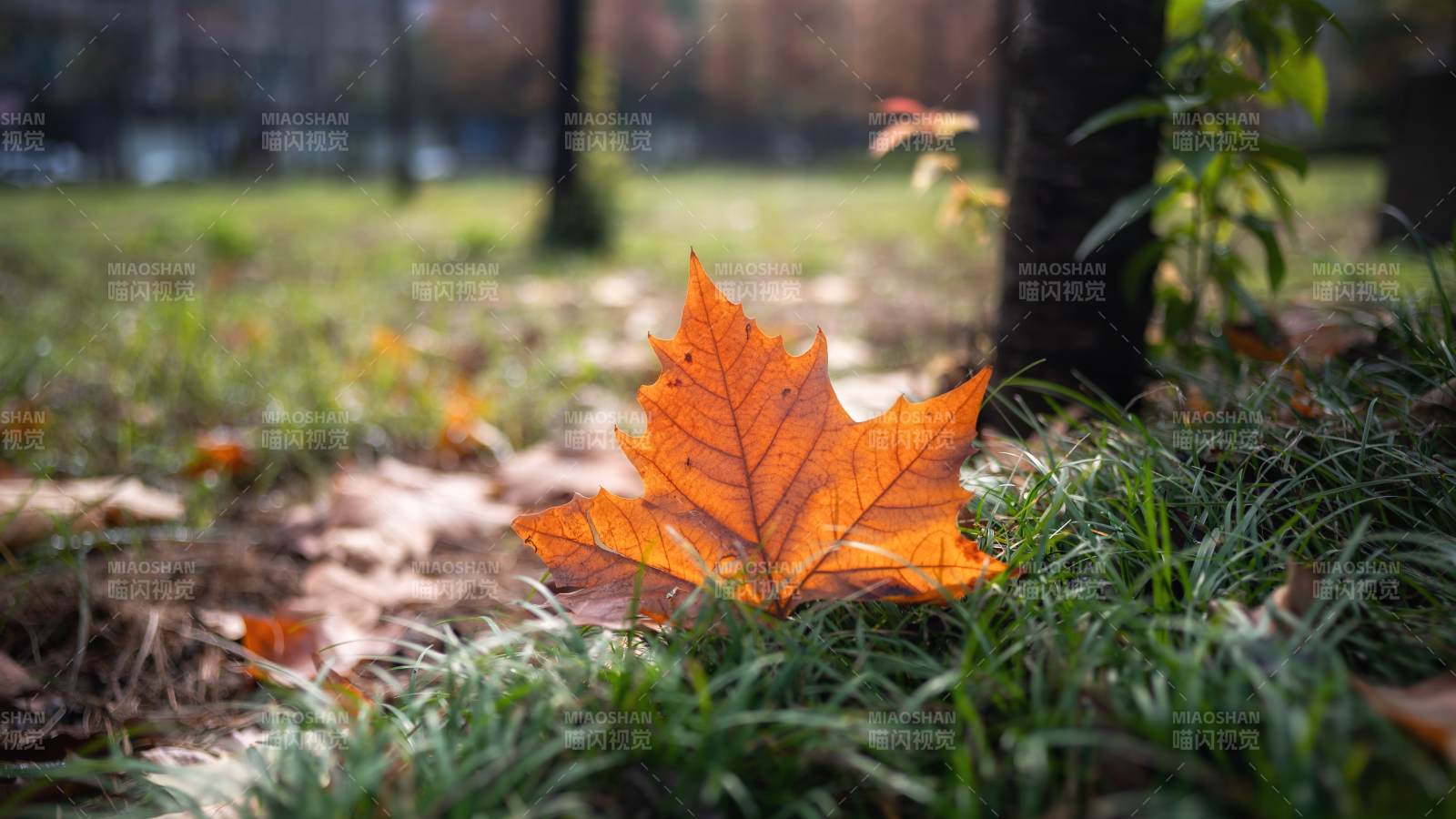 秋叶静卧草间图片