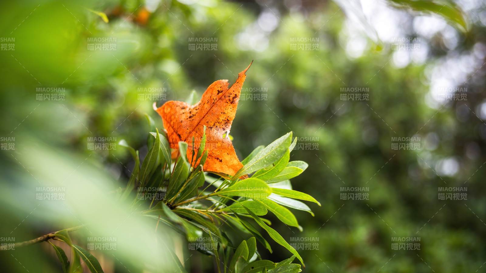 秋叶栖枝头图片