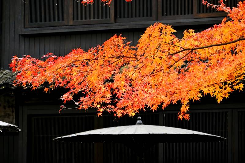 秋枫映古屋图片
