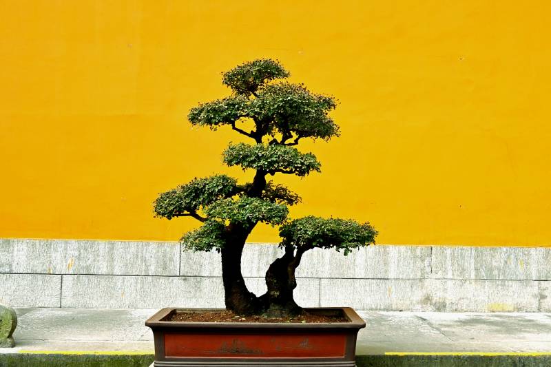 盆景映黄墙图片