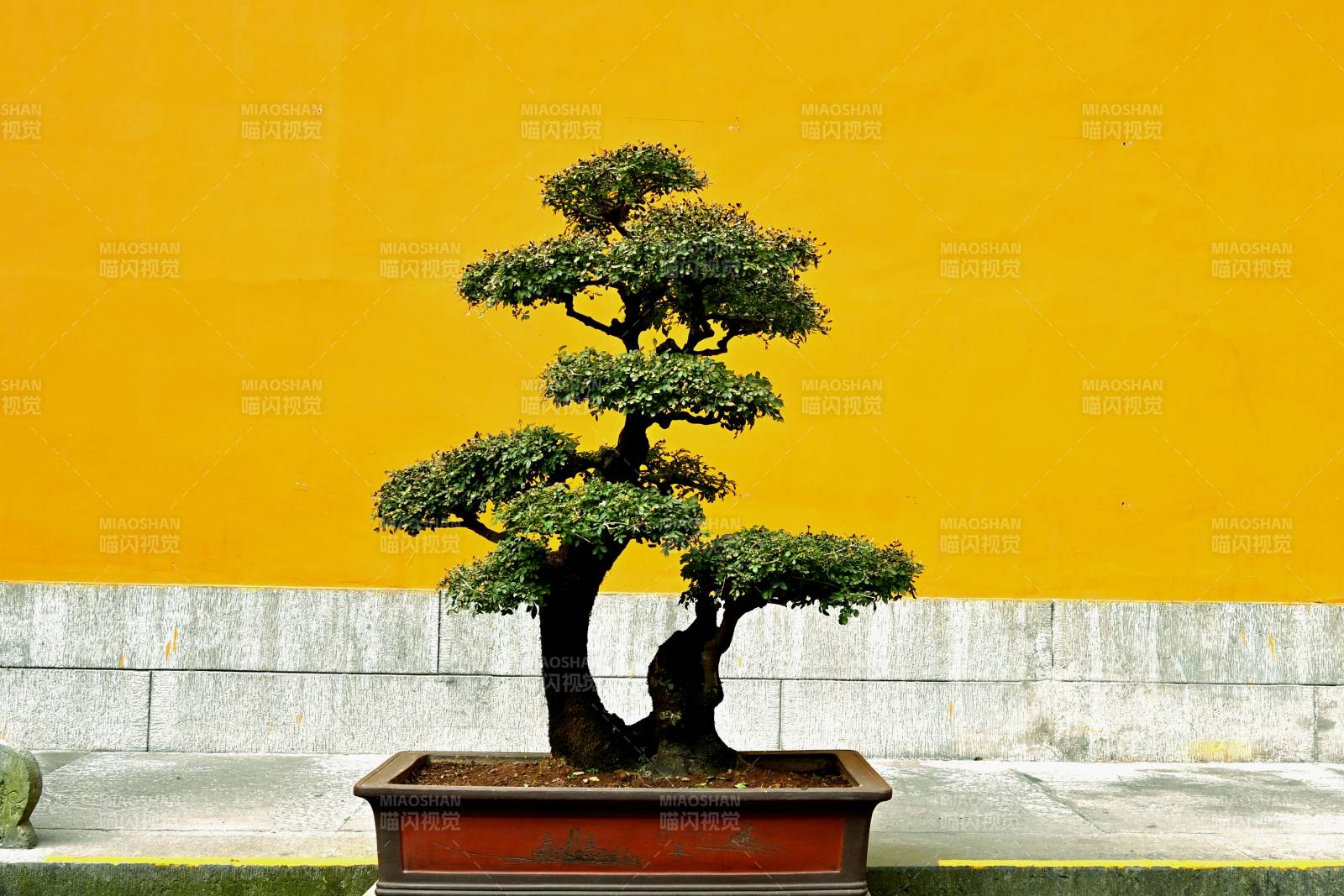 盆景映黄墙图片