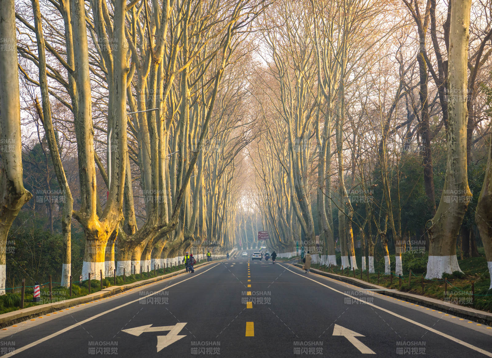 南京梧桐大道林荫大道晨光图片