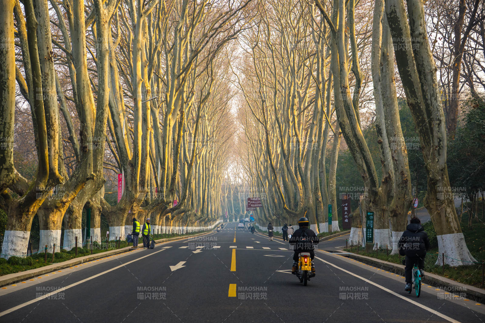 南京梧桐大道林荫道骑行图片