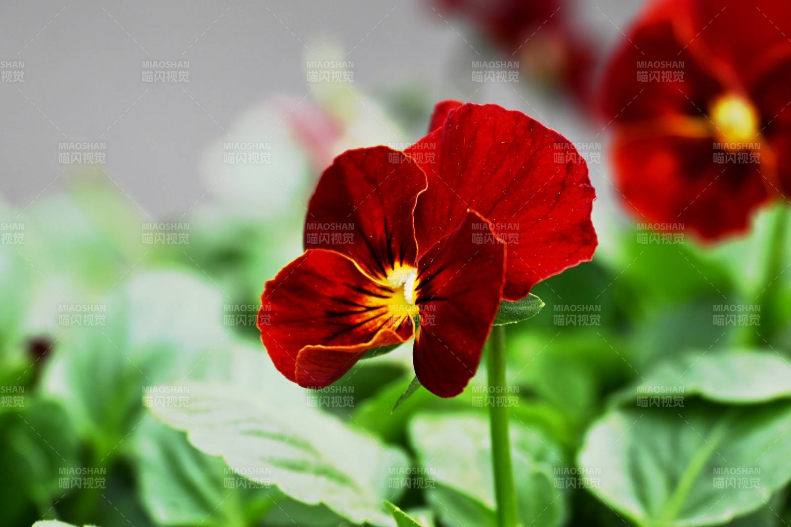 红花三色堇图片