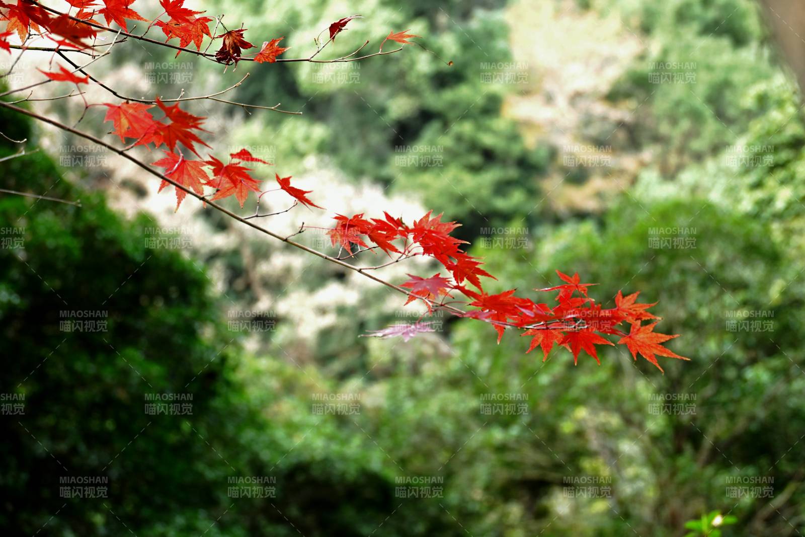 红枫映绿山图片