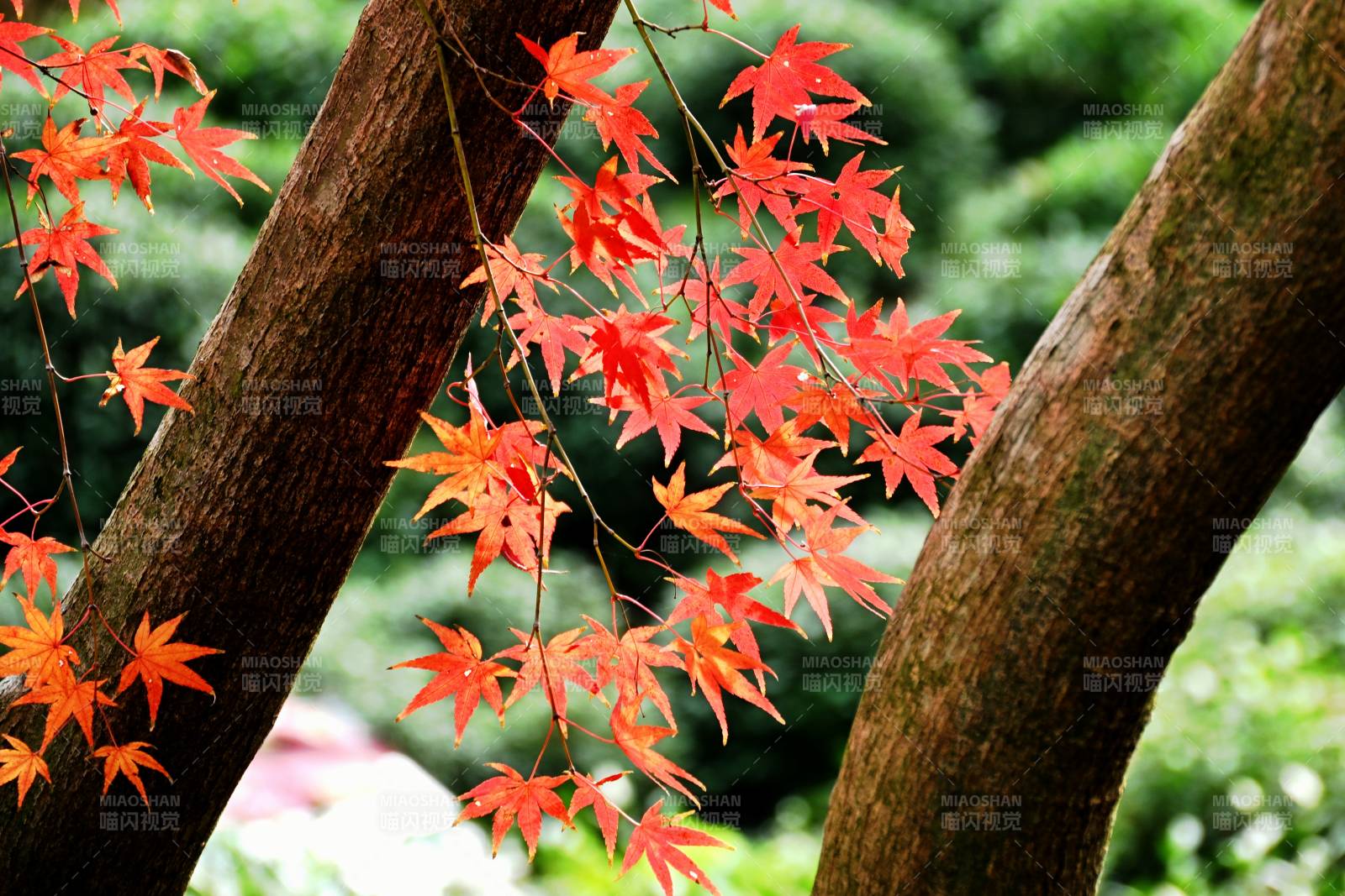 红枫映绿意图片