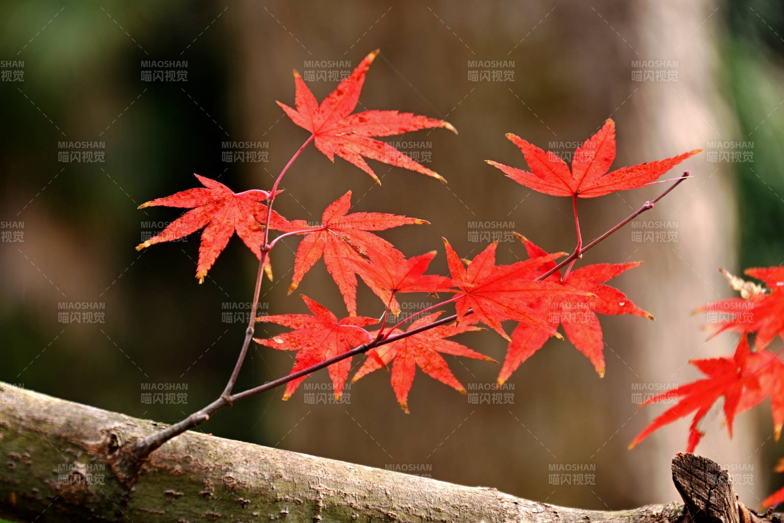 红枫叶枝头绽放图片