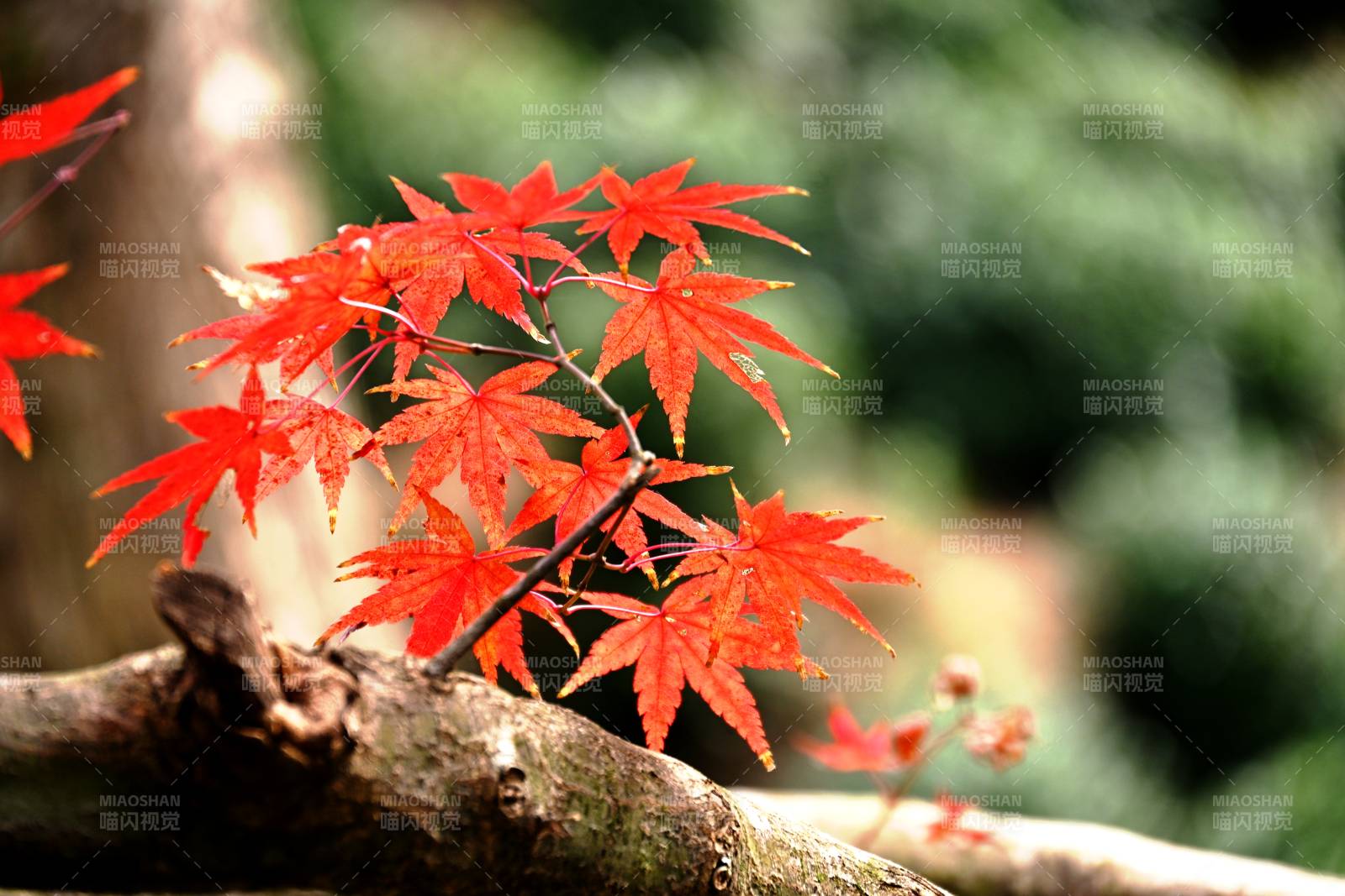 红枫映秋色图片