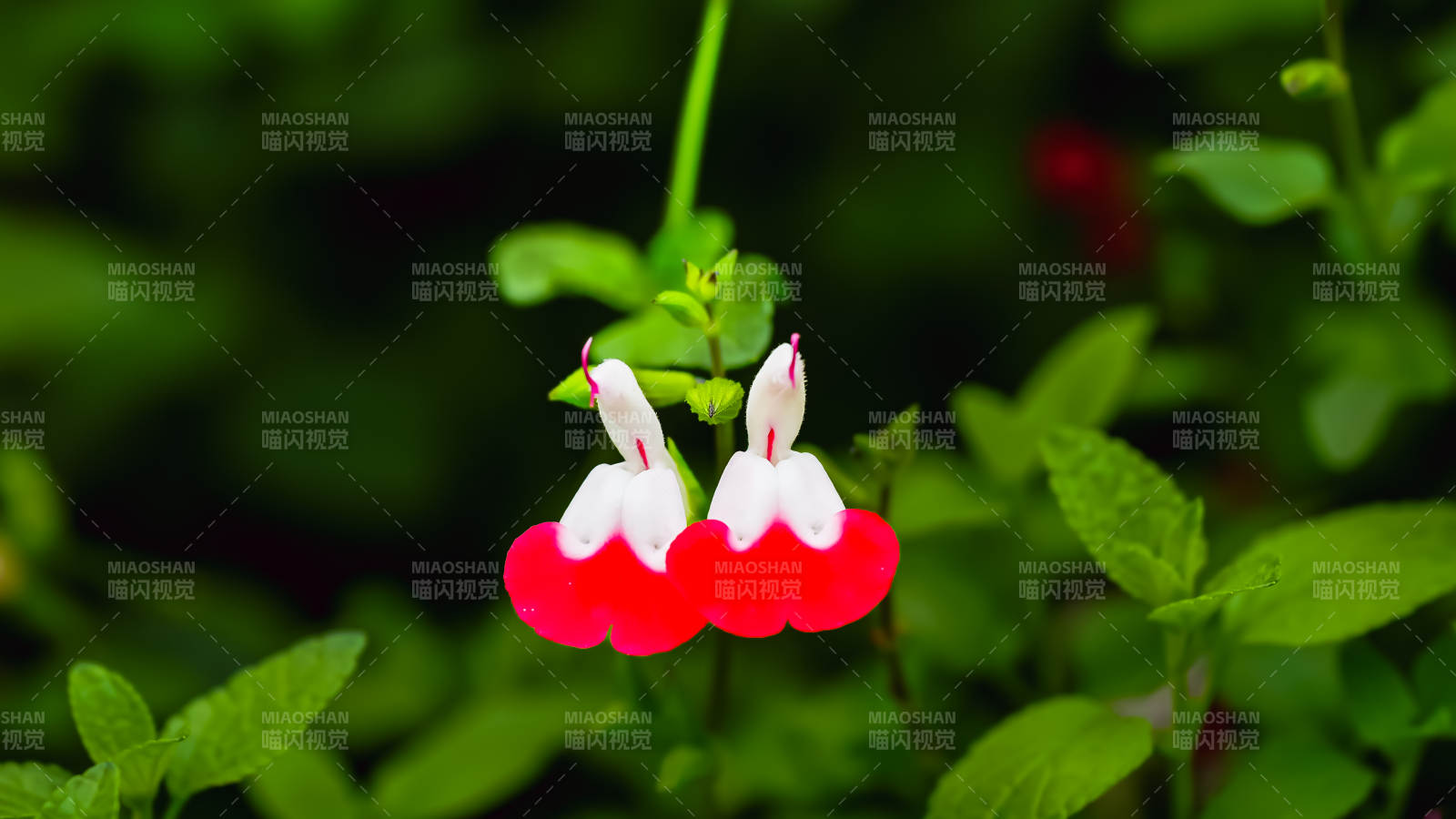 国家植物园红白相间的花图片