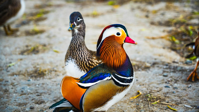 鸳鸯比翼双飞图片