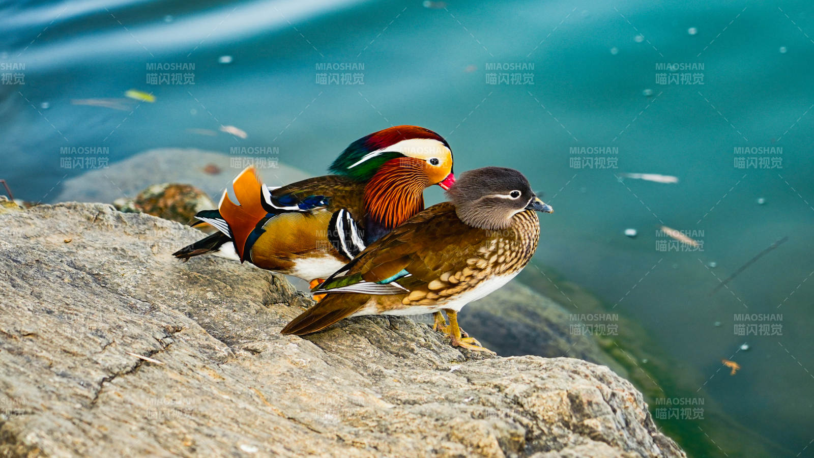 鸳鸯栖息湖畔石上图片