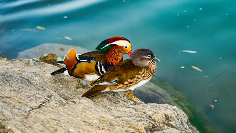 鸳鸯栖息湖畔石上图片