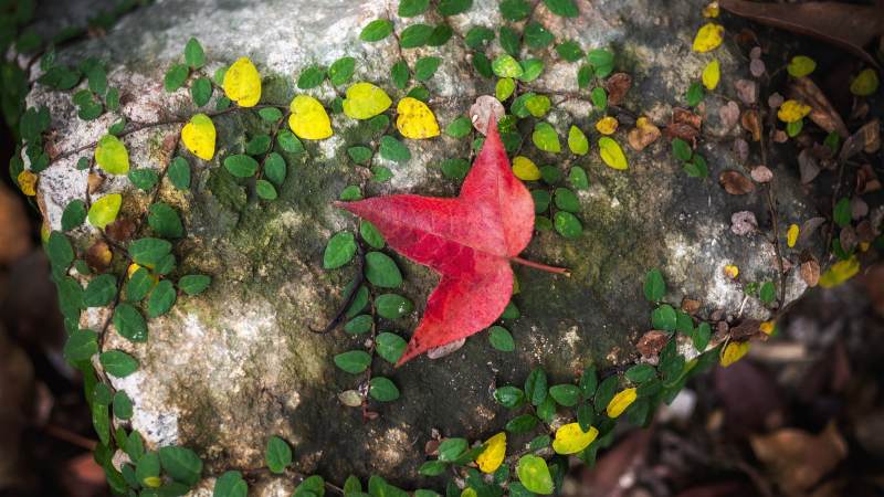 秋叶石上静美图片