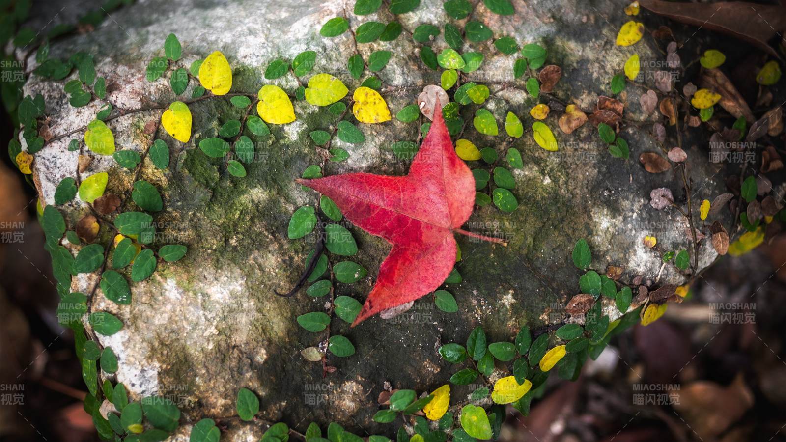 秋叶石上静美图片
