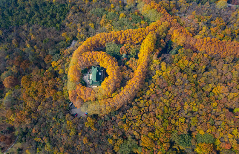 南京秋林环绕古亭图片