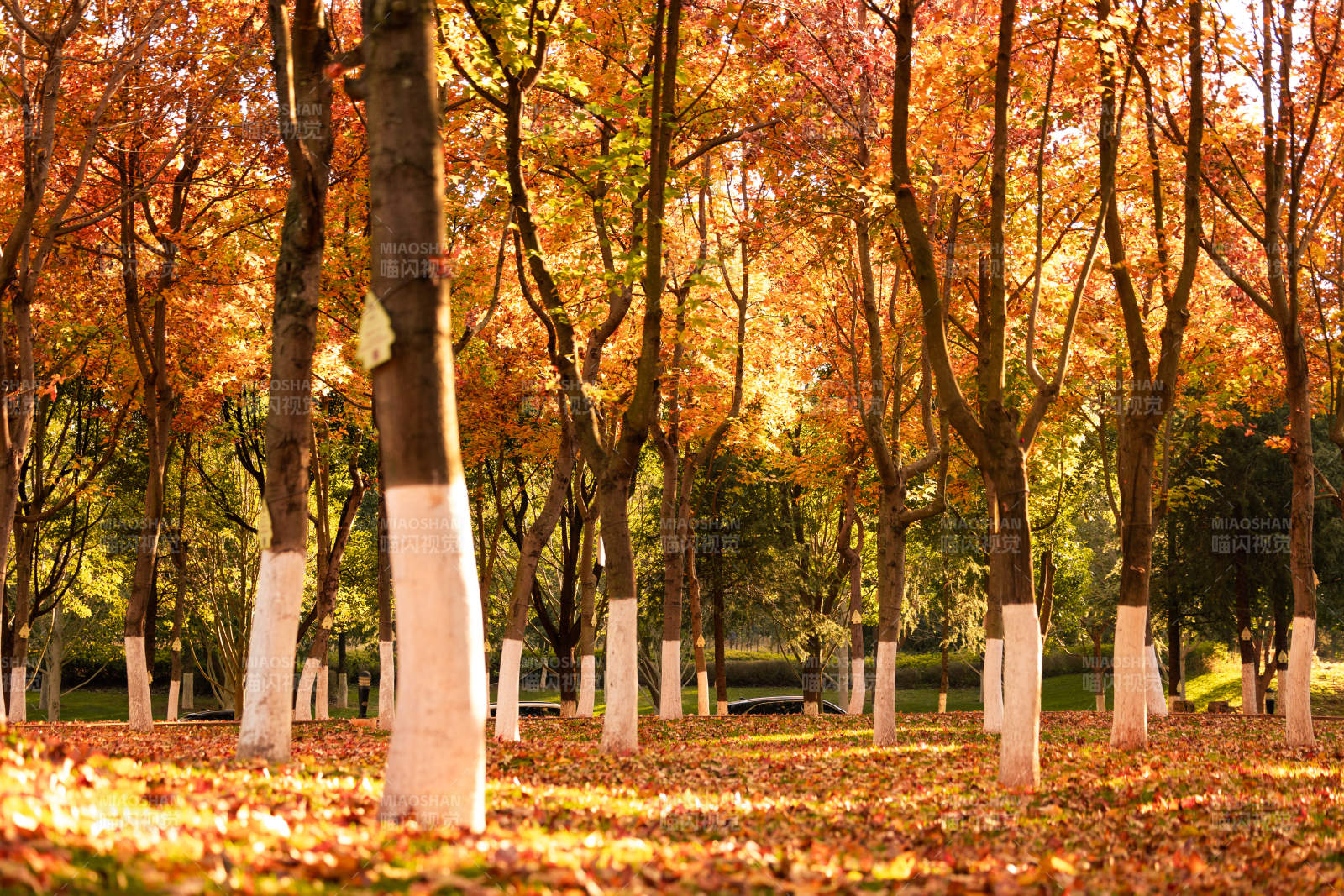 秋林落叶美景图片
