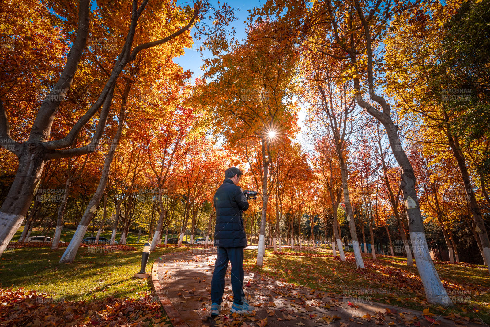 秋林光影行图片