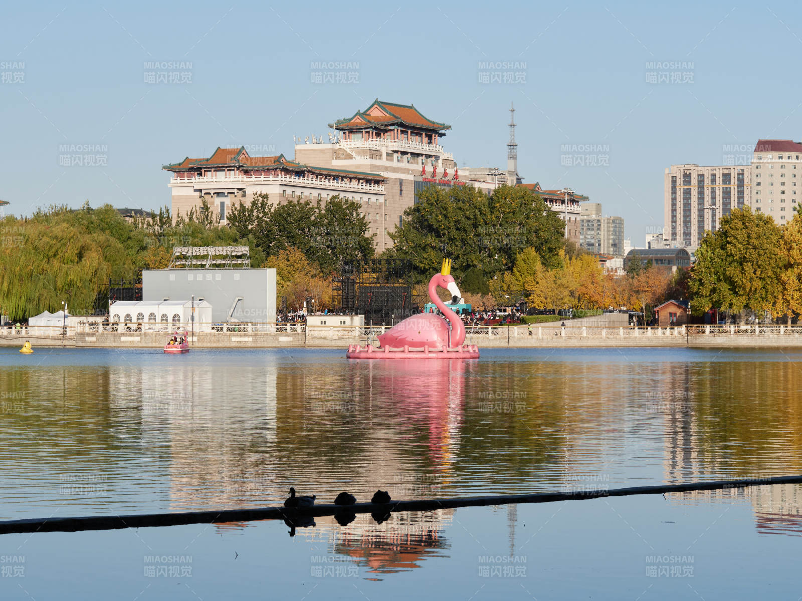北京莲花池公园湖中粉红鸭船图片