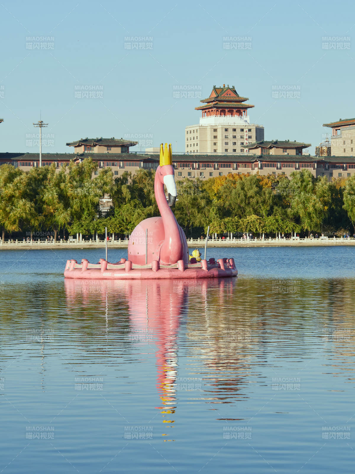 北京莲花池公园湖中粉红火烈鸟图片