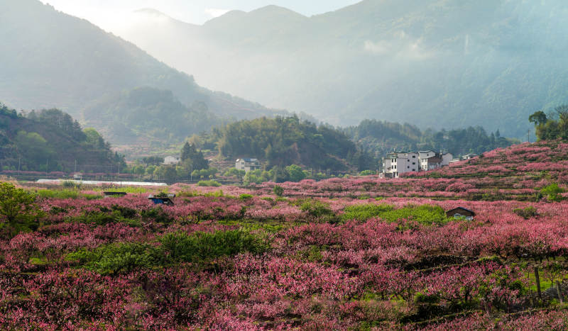 福安穆阳的桃花开了图片