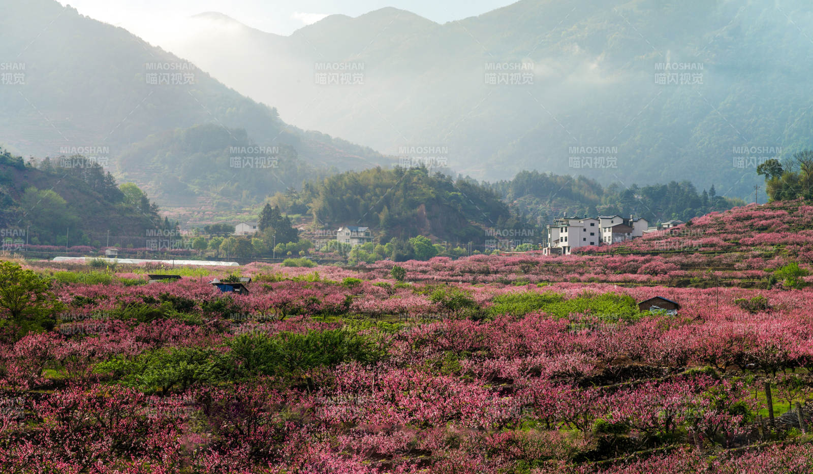 福安穆阳的桃花开了图片