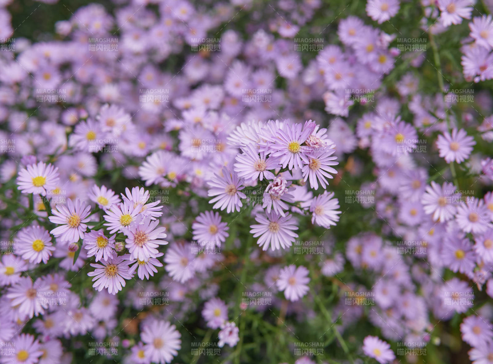 紫色雏菊花开满园图片