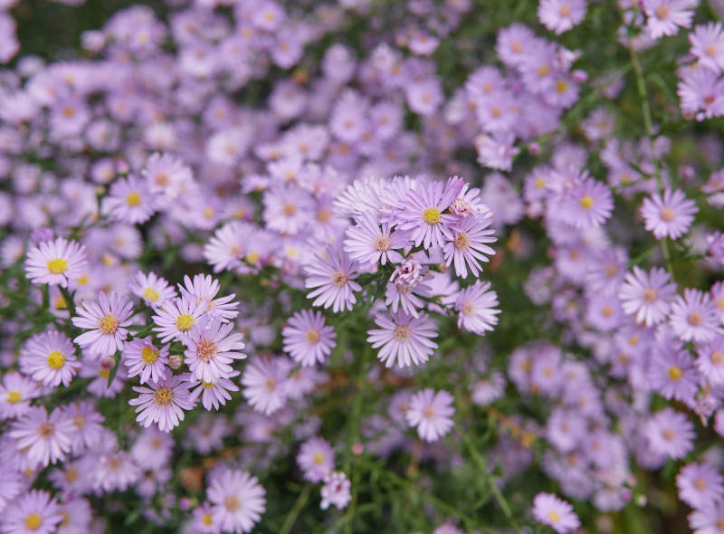 紫色雏菊花开满园图片