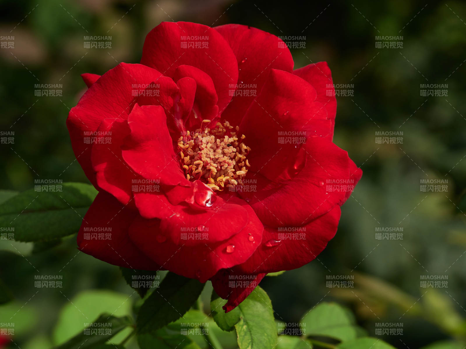 带露珠的艳红月季花卉特写图片