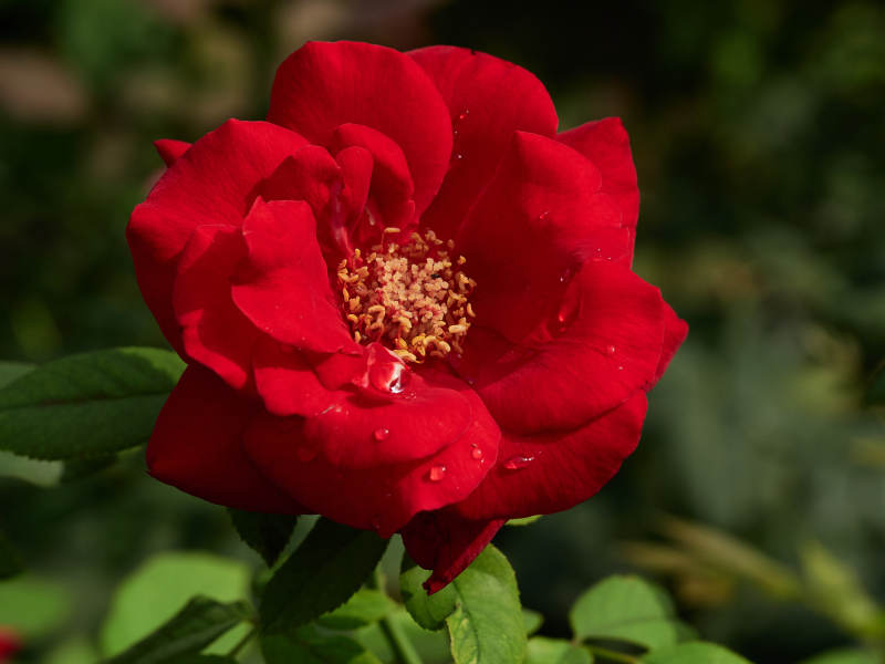 带露珠的艳红月季花卉特写图片