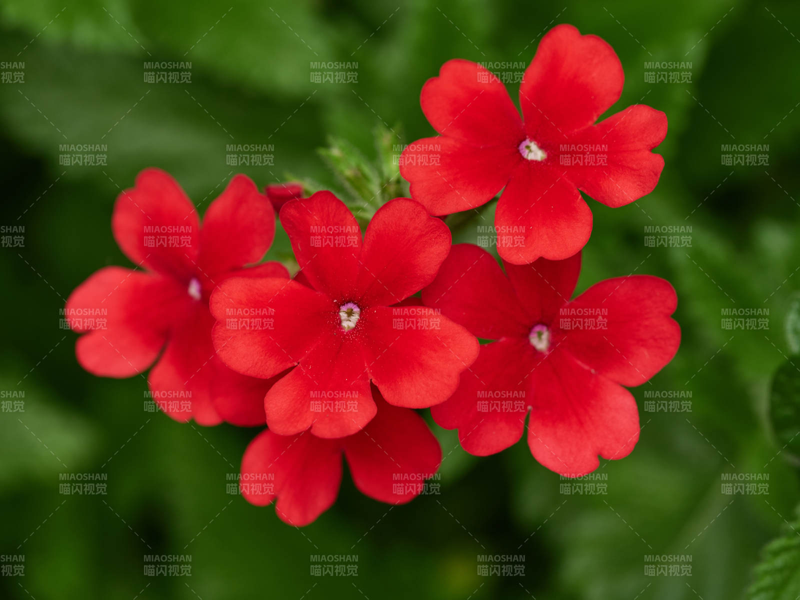 盛放的美人樱图片