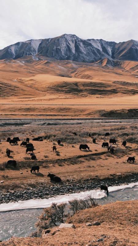 雪山下的牦牛群-二尕公路美景-野牛乡图片