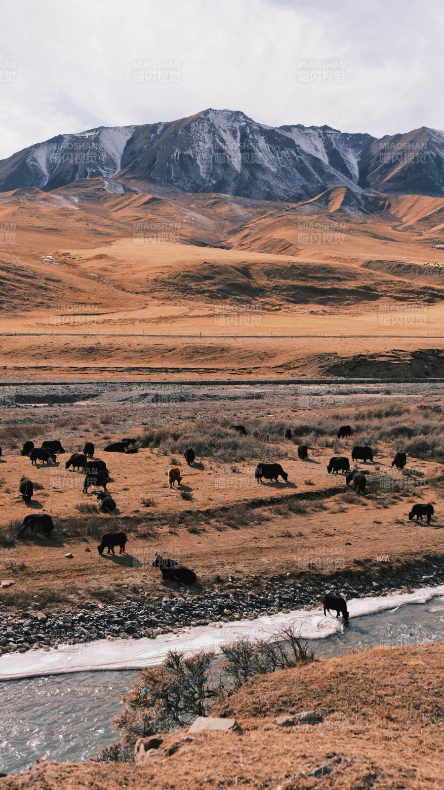 雪山下的牦牛群-二尕公路美景-野牛乡图片