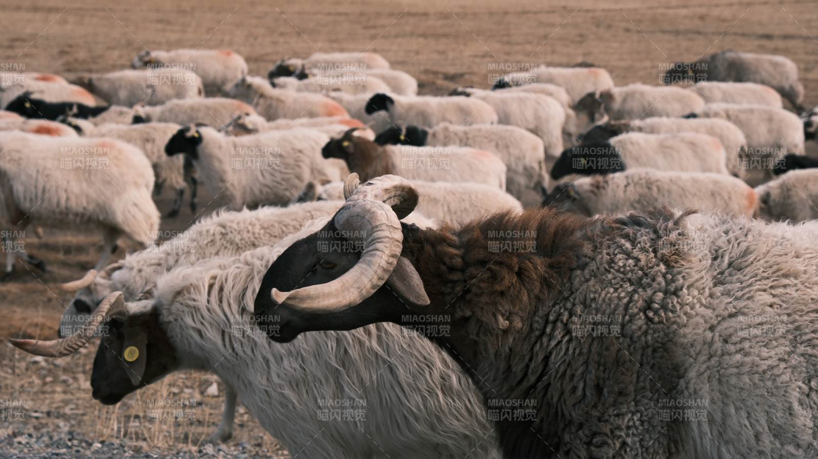 羊群在草原上奔跑图片