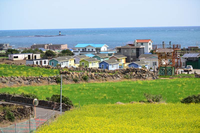 韩国济州岛海边彩色小屋与花田图片