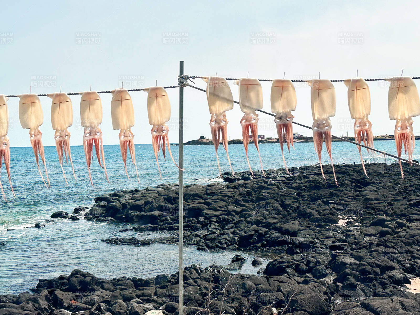 海边晒鱿鱼图片