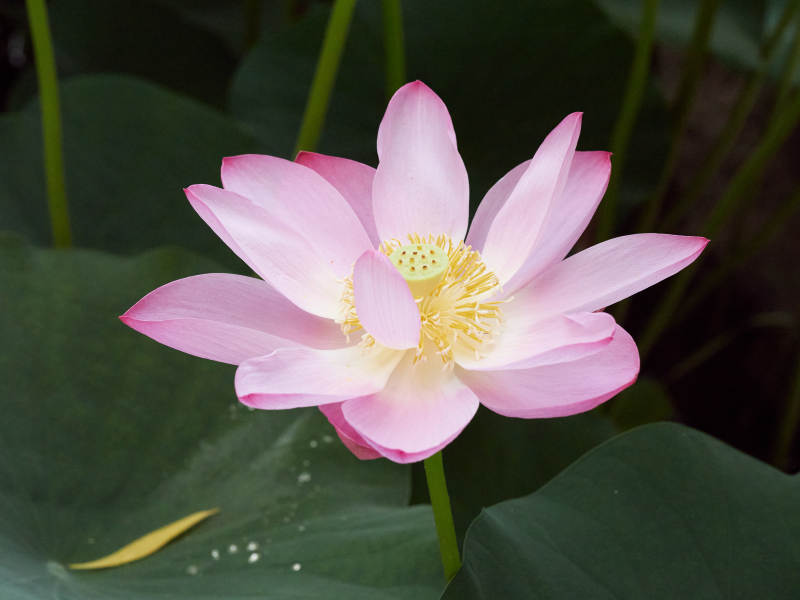 粉色荷花在夏日里盛放图片